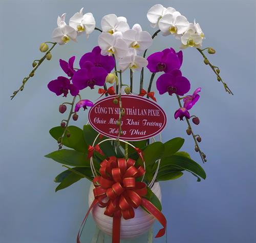 Hoa Lan Khai Trương 00111